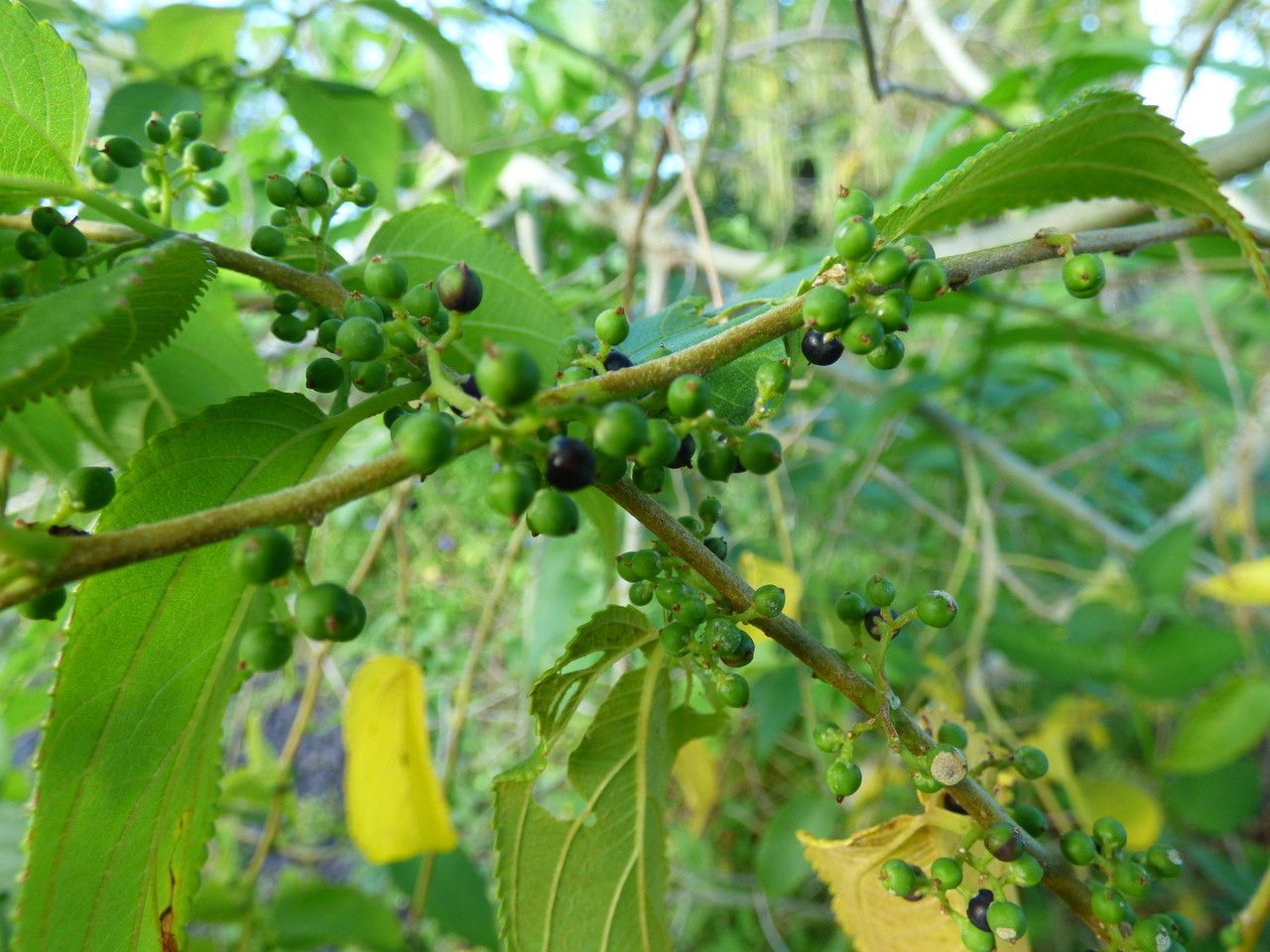Trema orientalis fruit