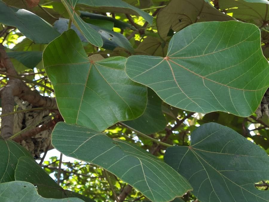 Ochroma pyramidale — houseplant care guide