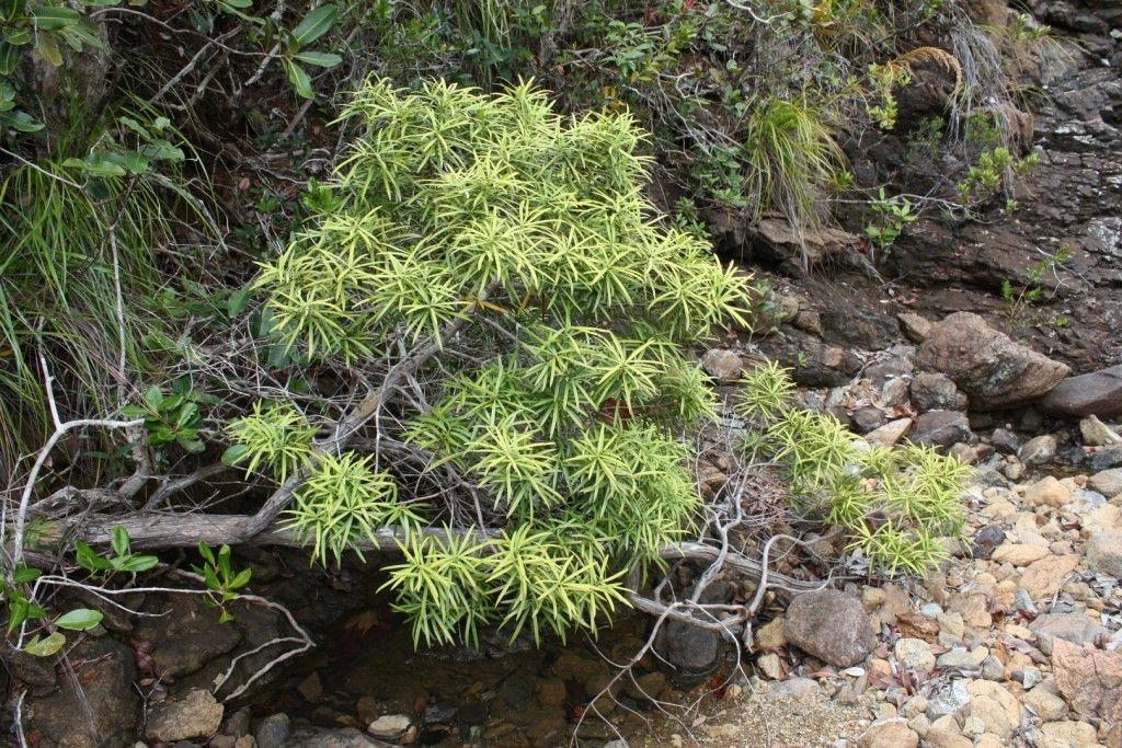 Podocarpus colliculatus habit
