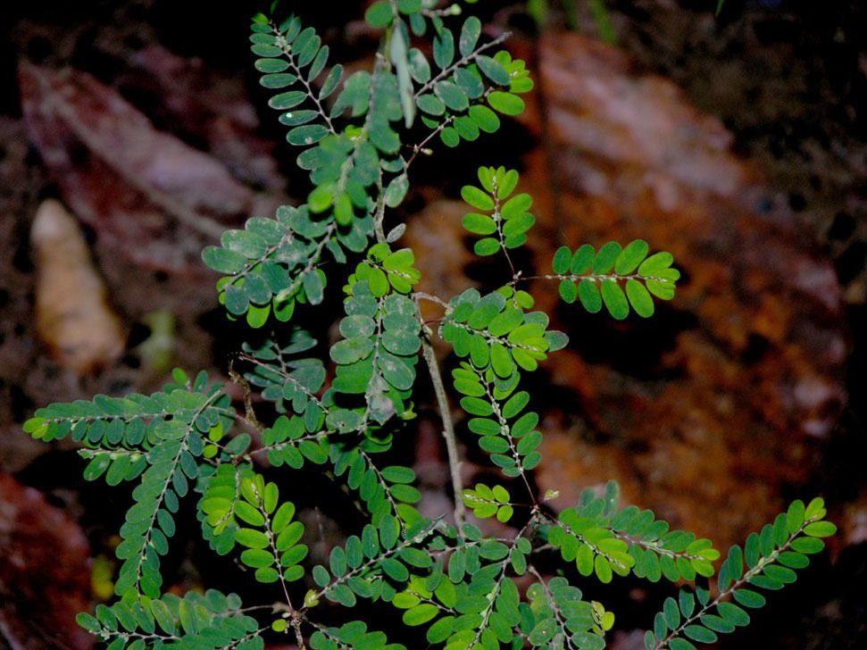 Phyllanthus stipulatus — houseplant care guide