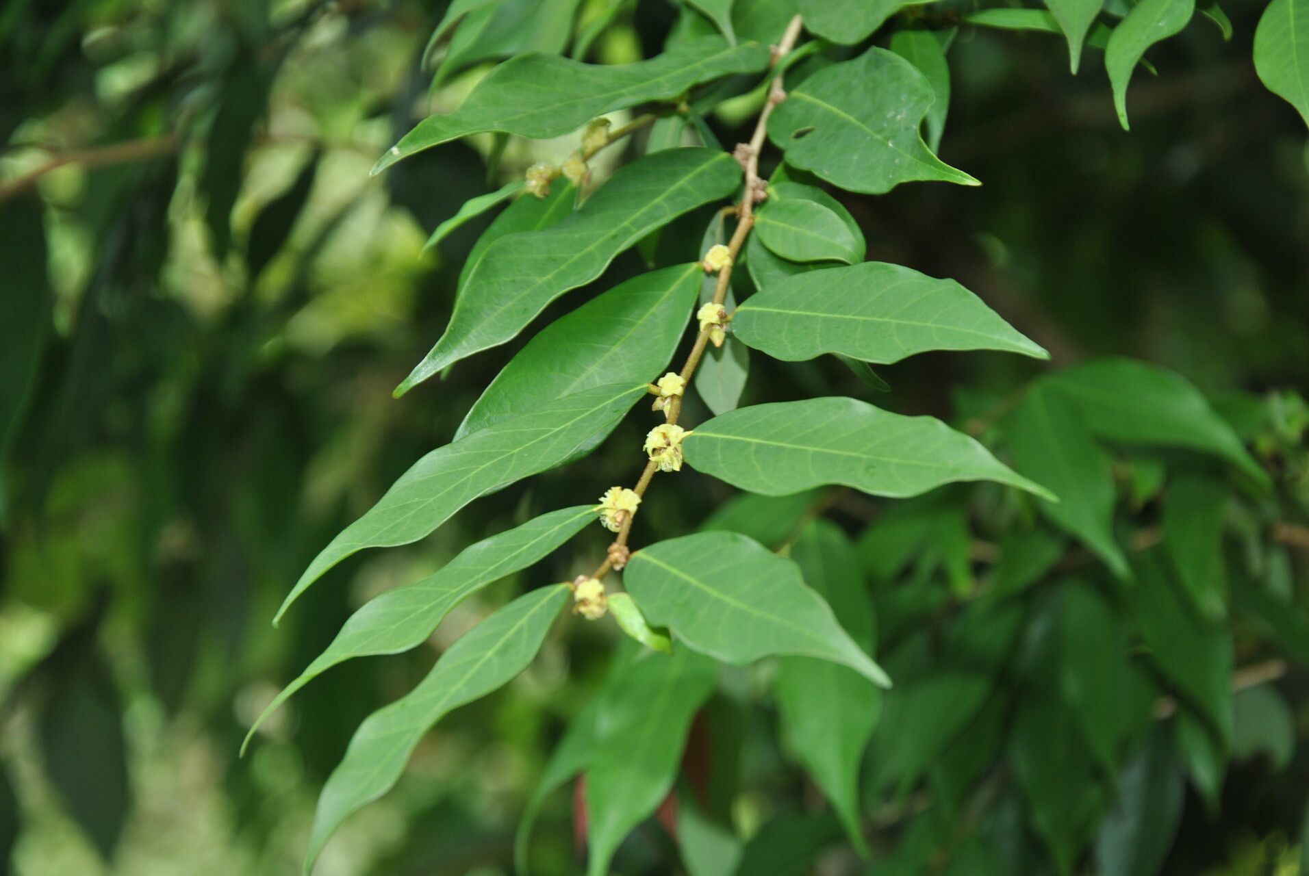 Bridelia cathartica other