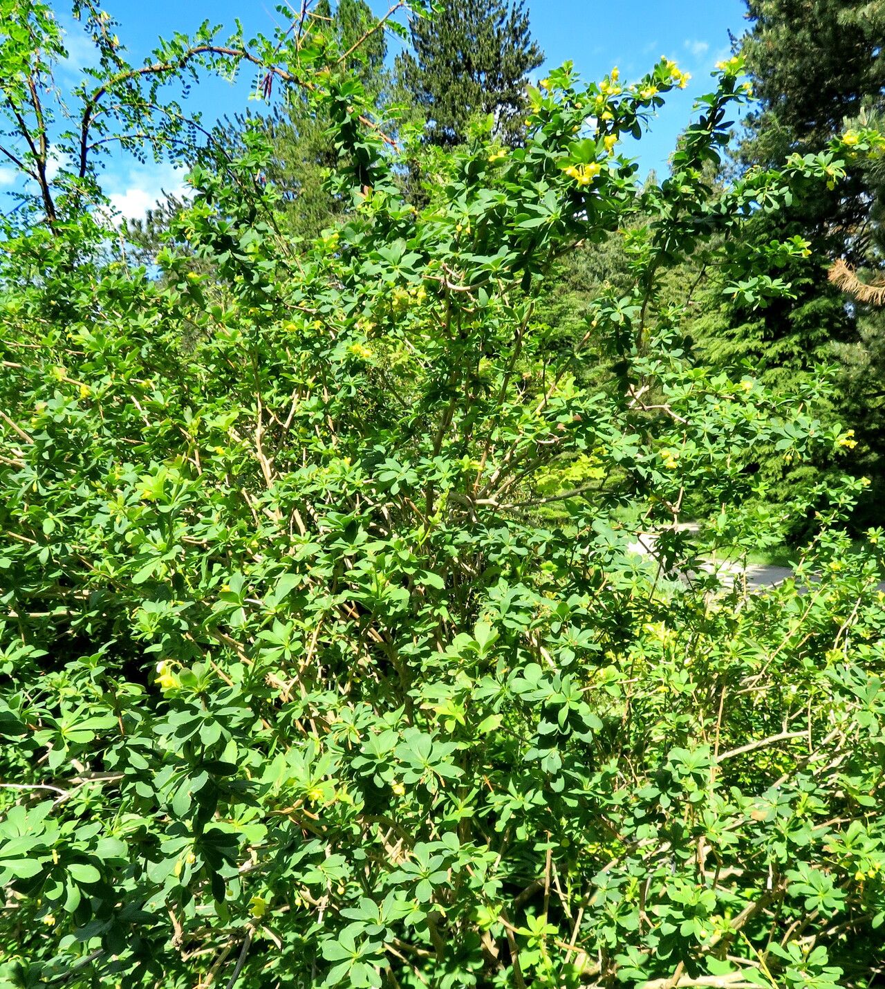 Berberis yunnanensis habit