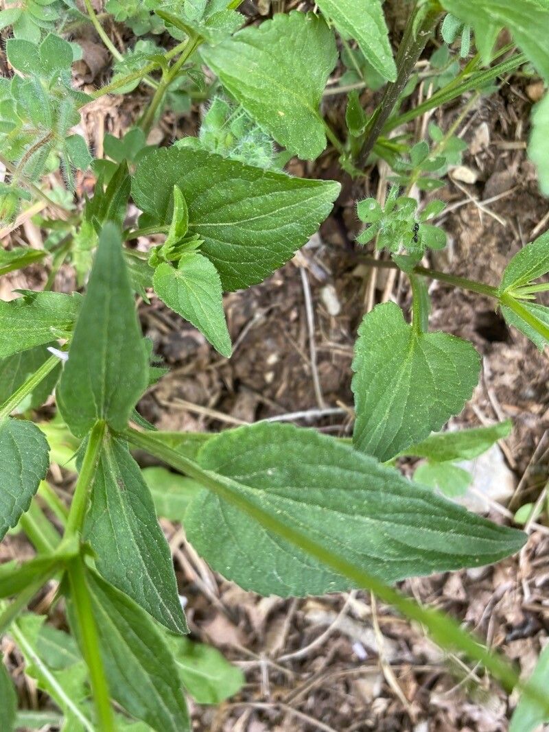 Viola jordanii — search result for 'Viola'