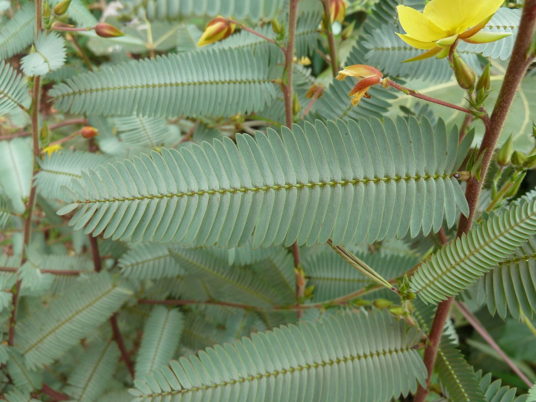 Chamaecrista kirkii — houseplant care guide