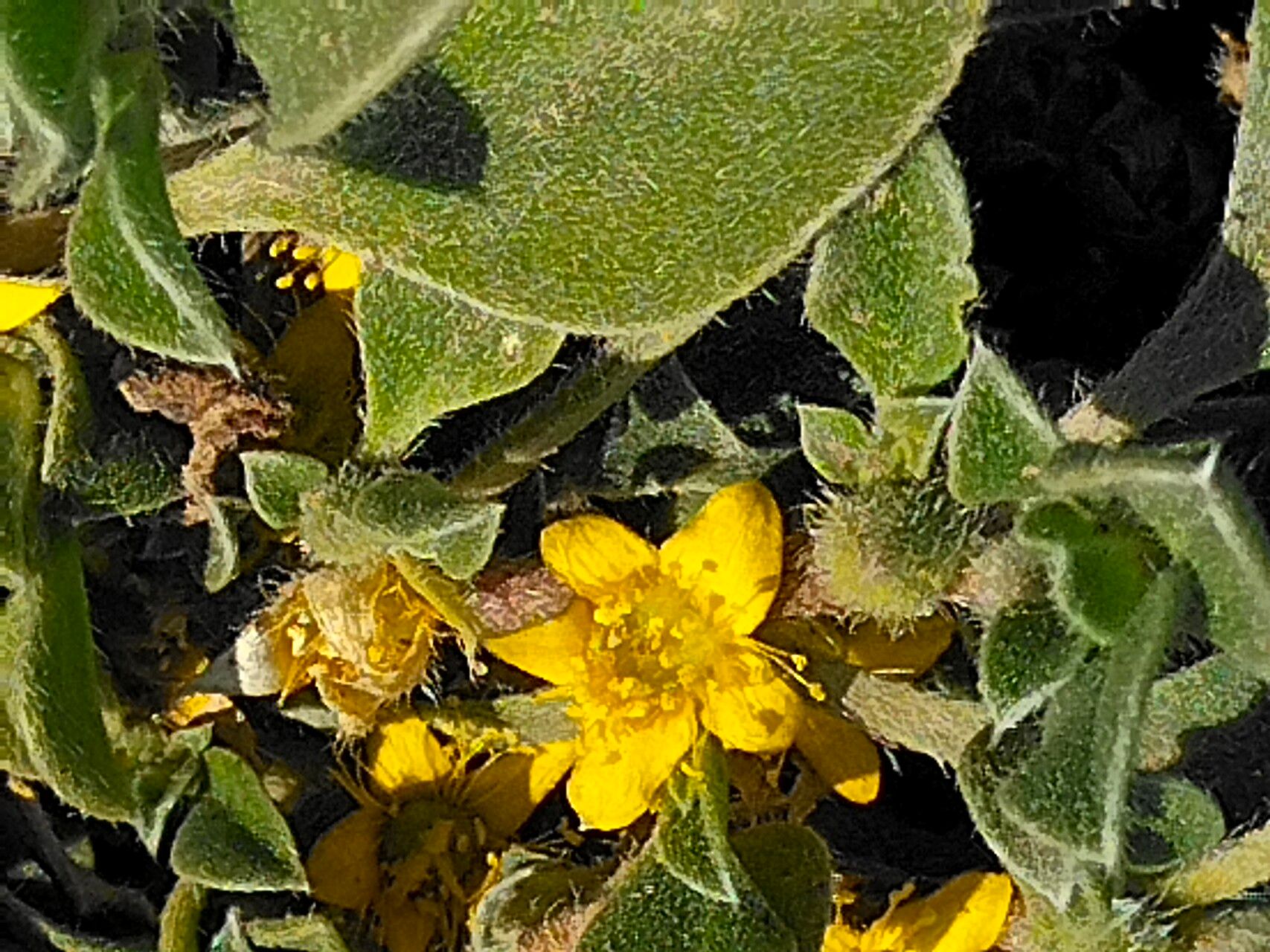Aizoon rigidum flower