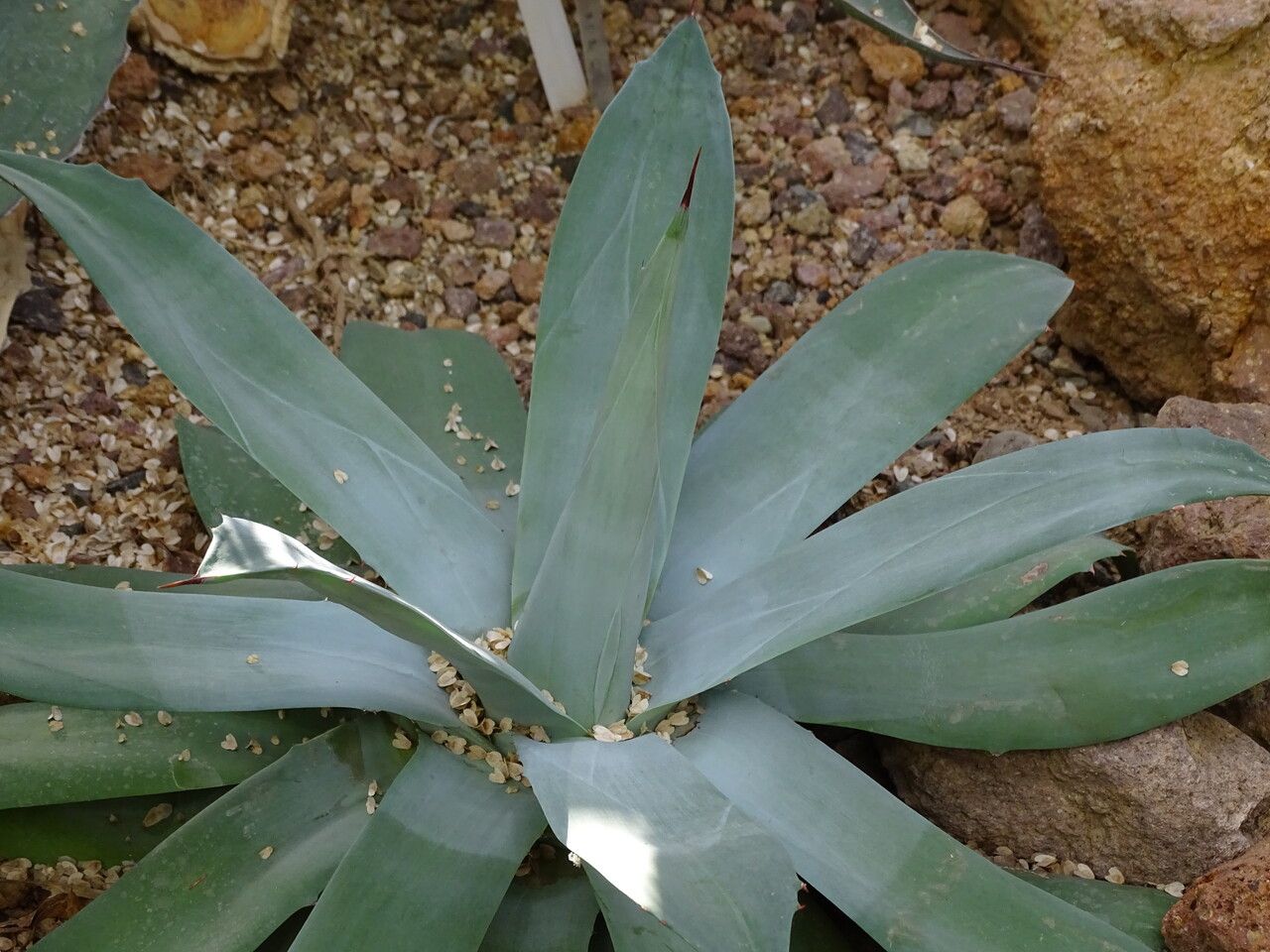 Agave applanata — houseplant care guide