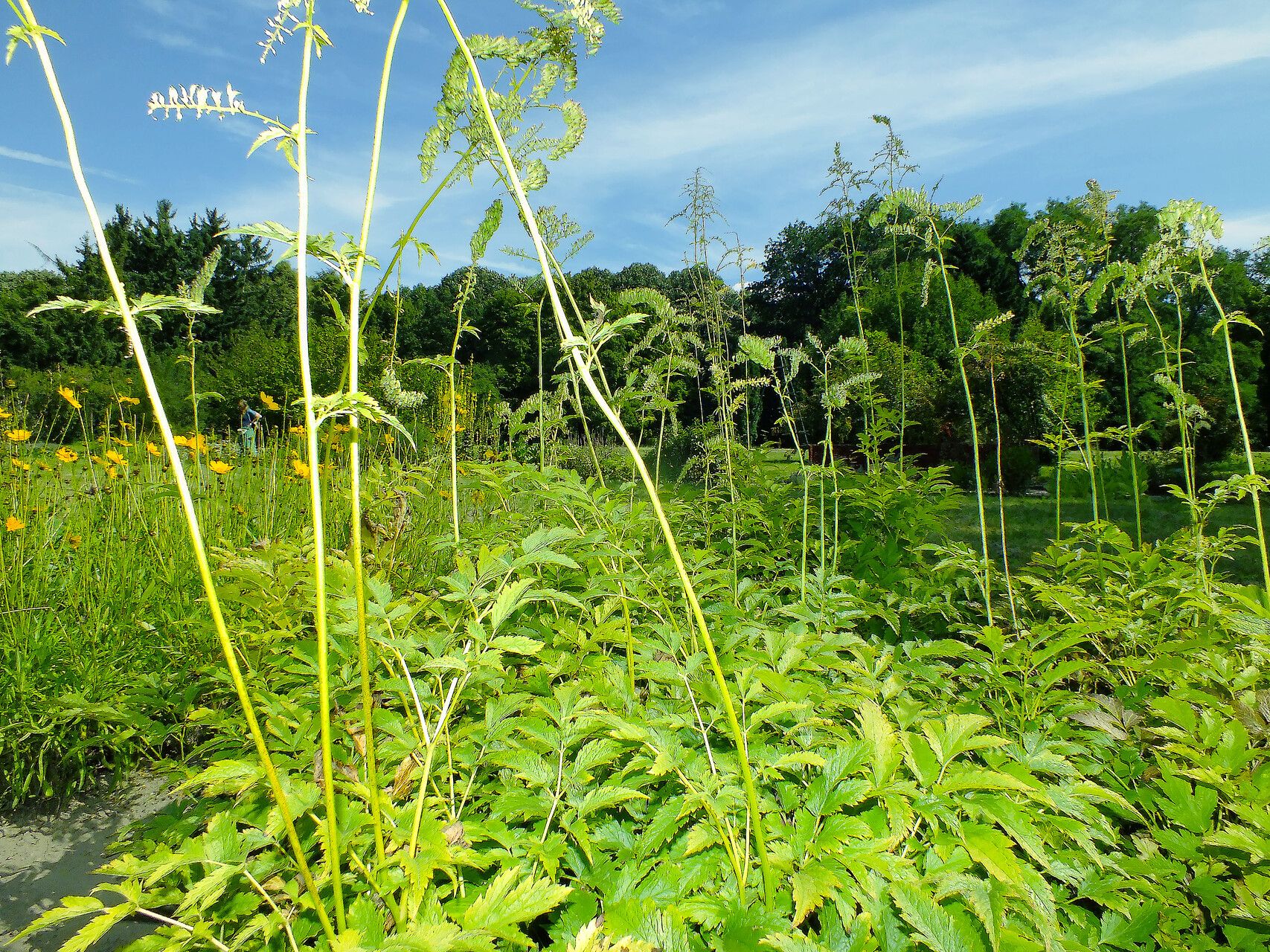 Actaea europaea habit