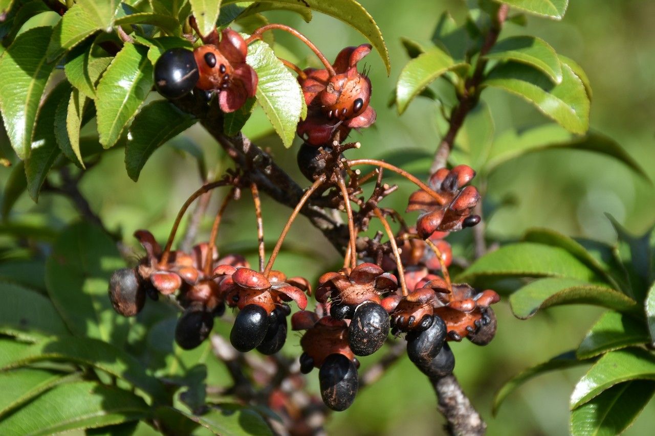 Ochna mauritiana — houseplant care guide