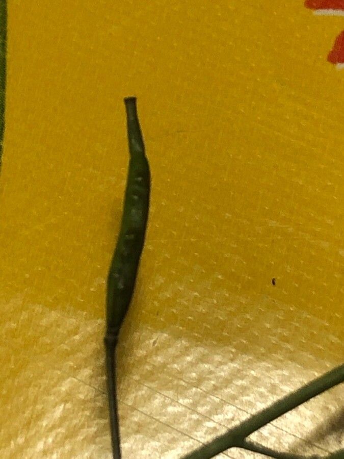 Diplotaxis catholica fruit