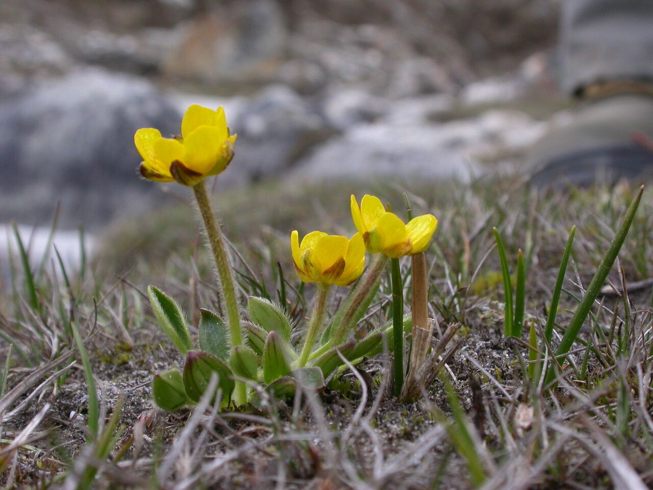 Ranunculus sericeus habit