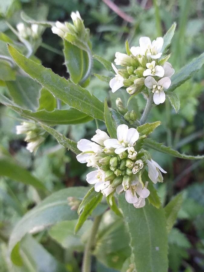 Pseudoturritis turrita flower