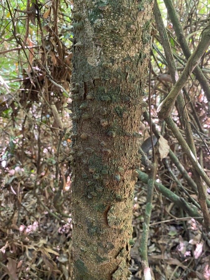 Paubrasilia echinata bark