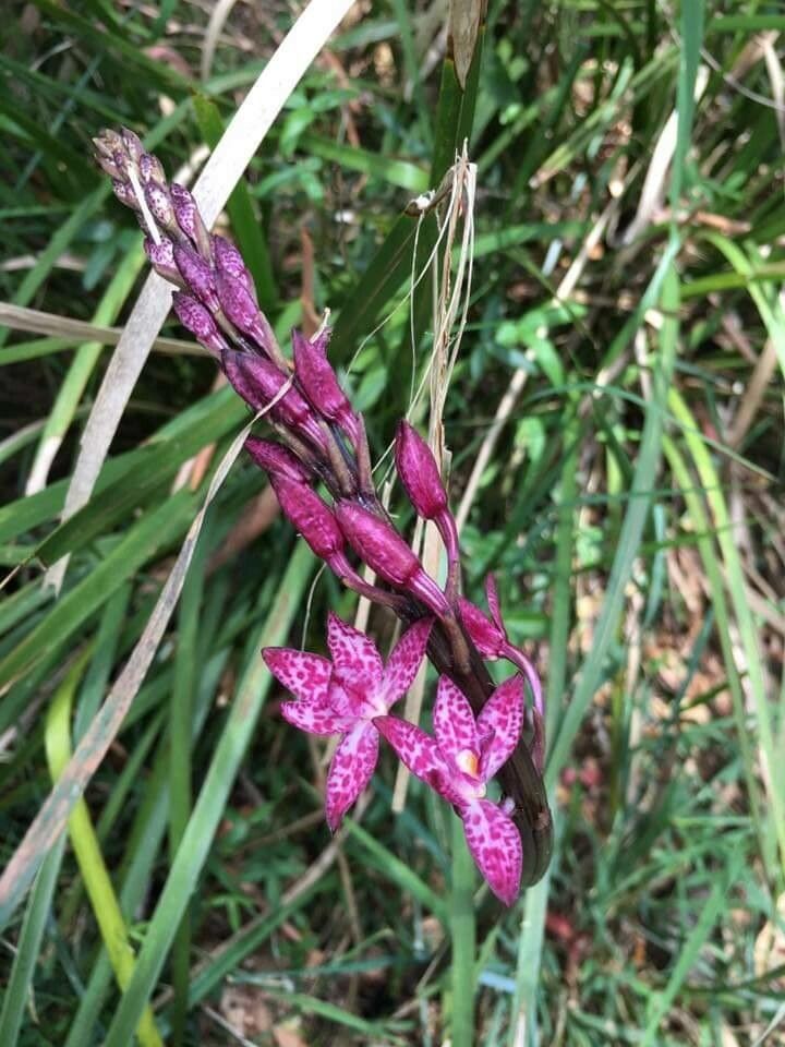 Dipodium roseum flower