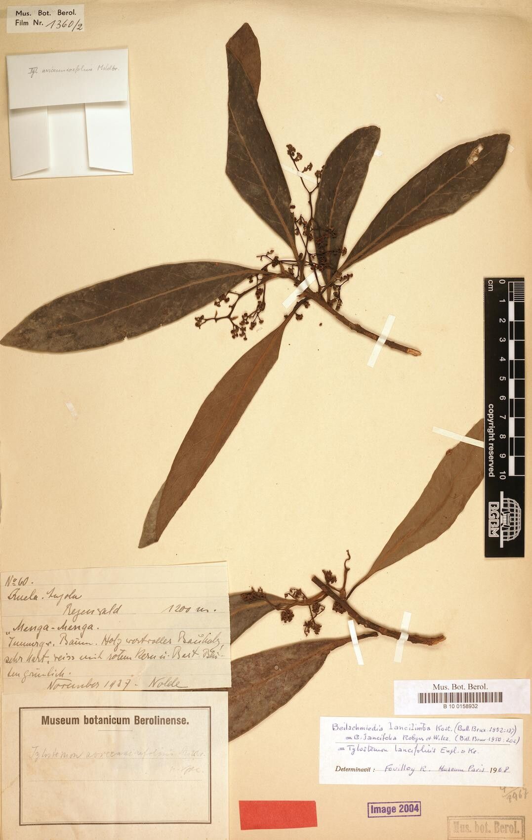 Beilschmiedia lancilimba — houseplant care guide