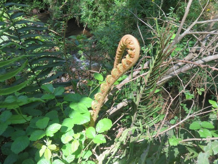 Blechnum cordatum other