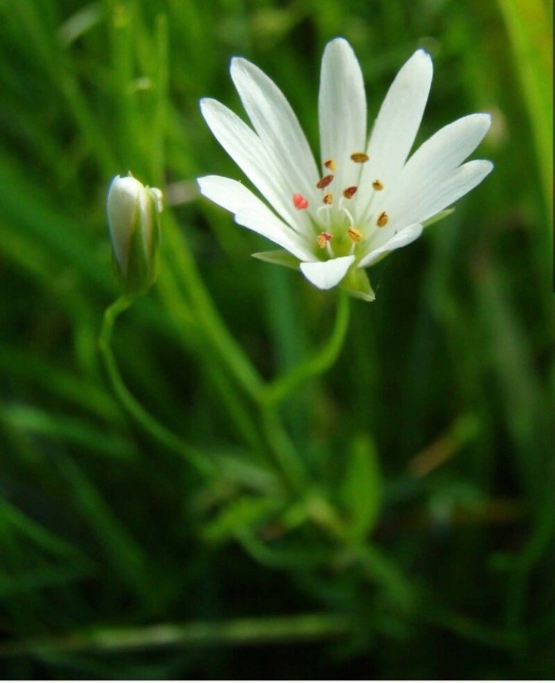 Stellaria palustris flower