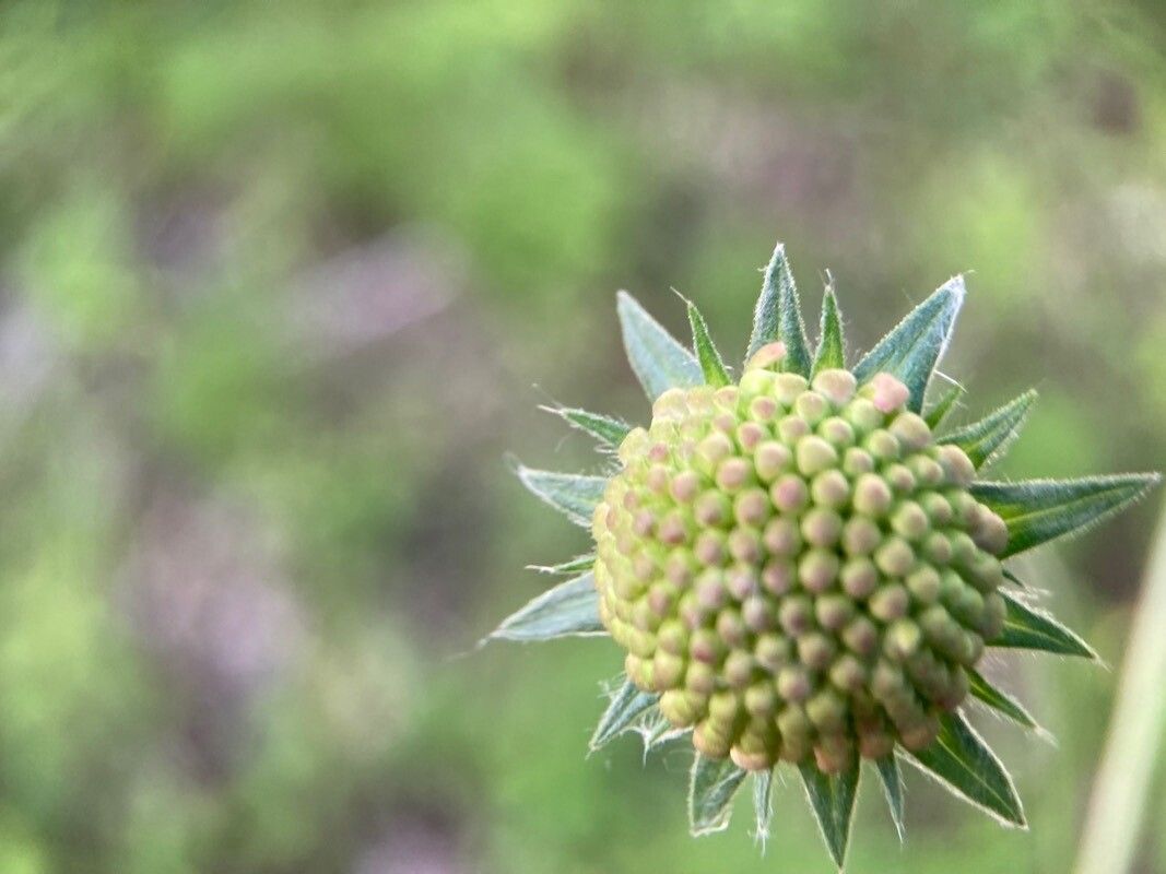 Knautia illyrica flower