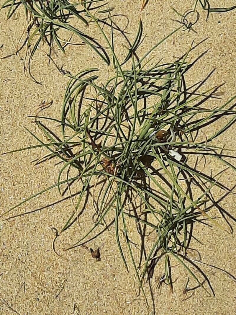 Cyperus capitatus leaf