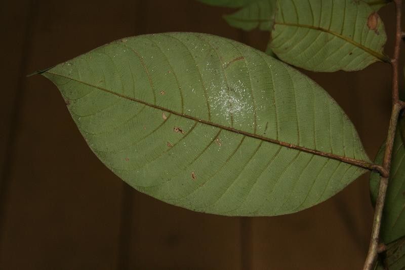 Caraipa punctulata leaf