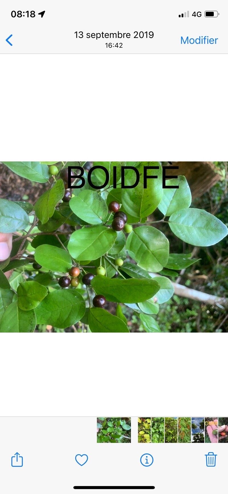 Krugiodendron ferreum — search result for 'Honduras'