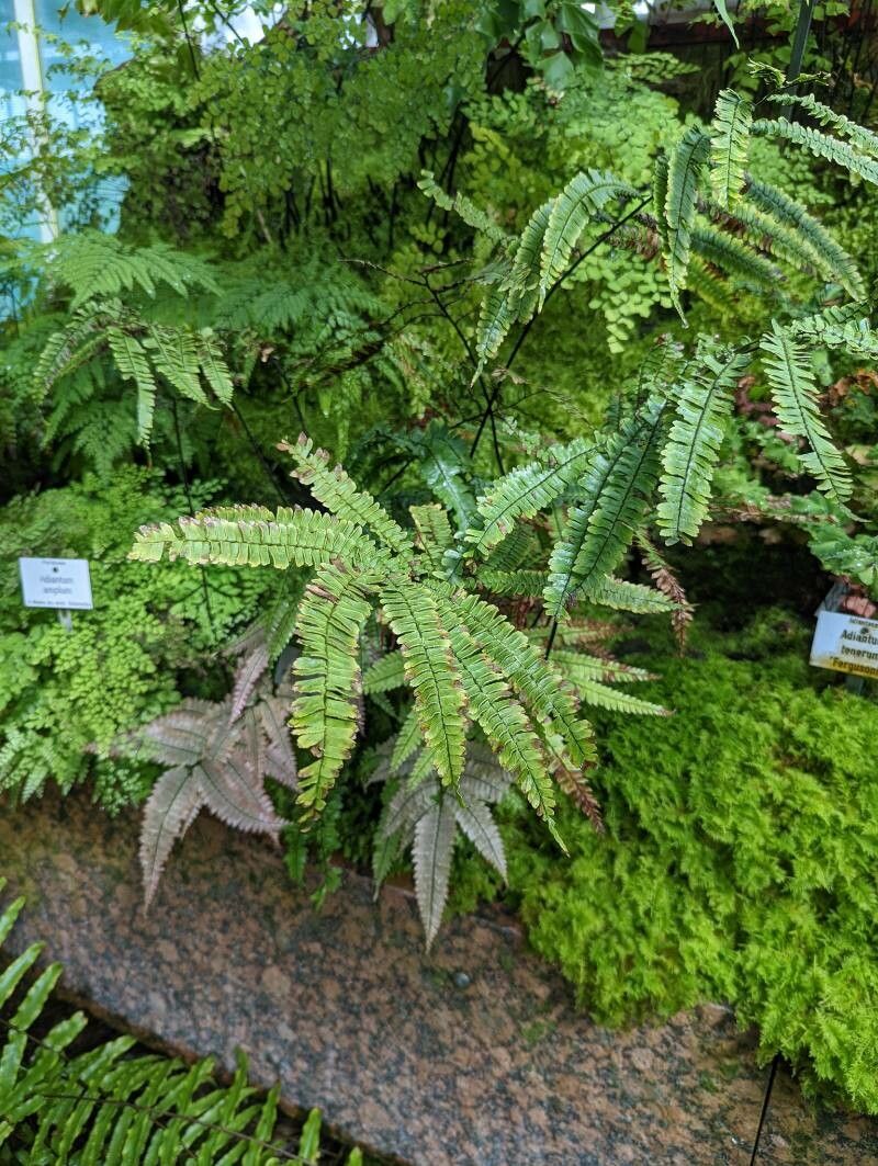 Adiantum pulverulentum habit