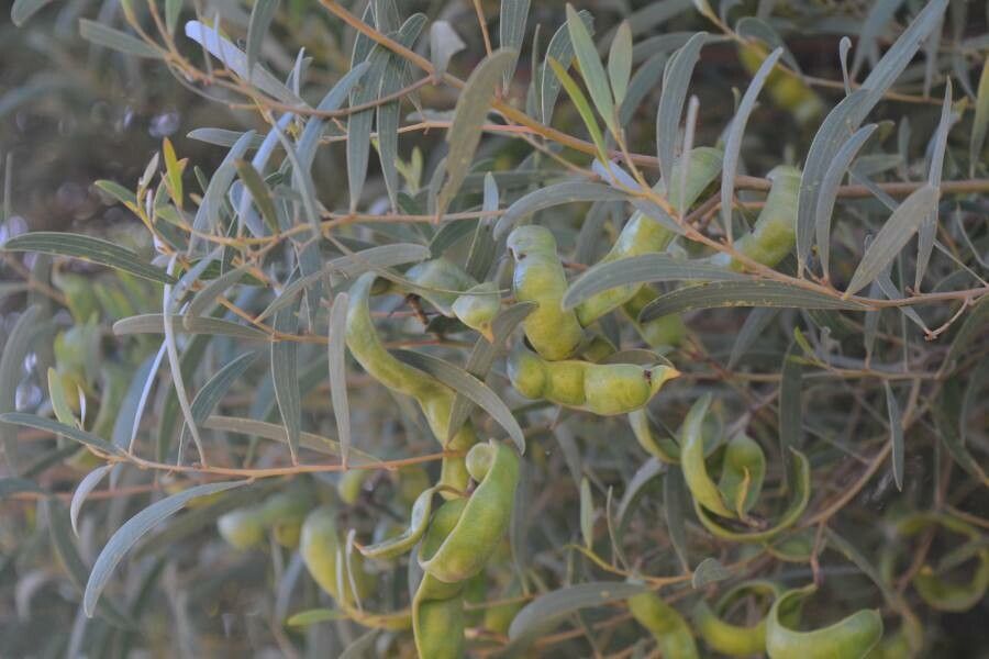 Acacia cyclopis leaf