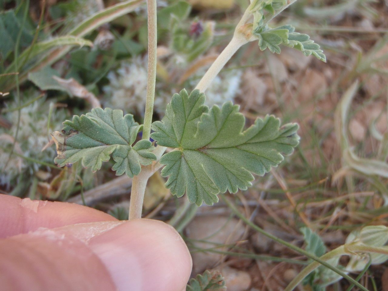 Erodium guttatum leaf