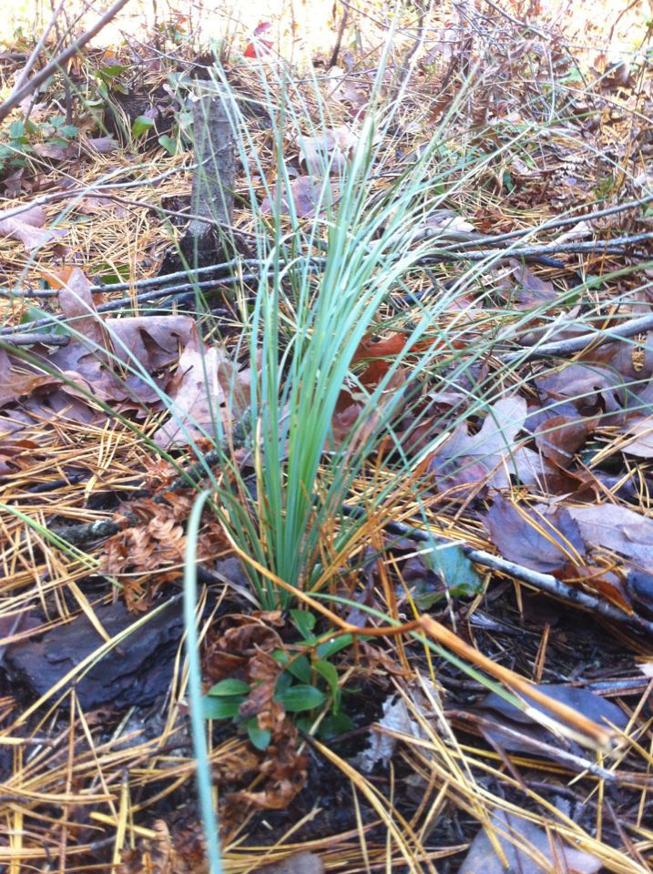 Xerophyllum asphodeloides habit
