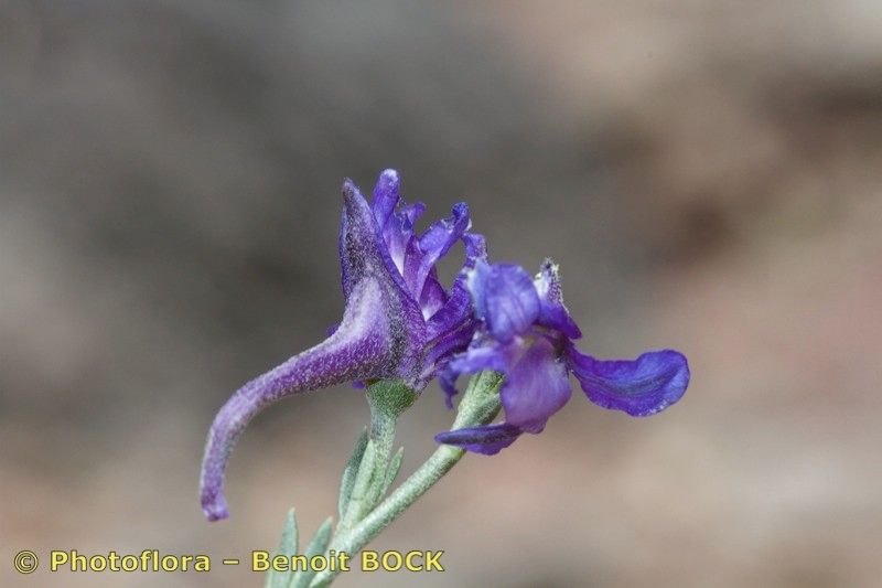 Delphinium balansae