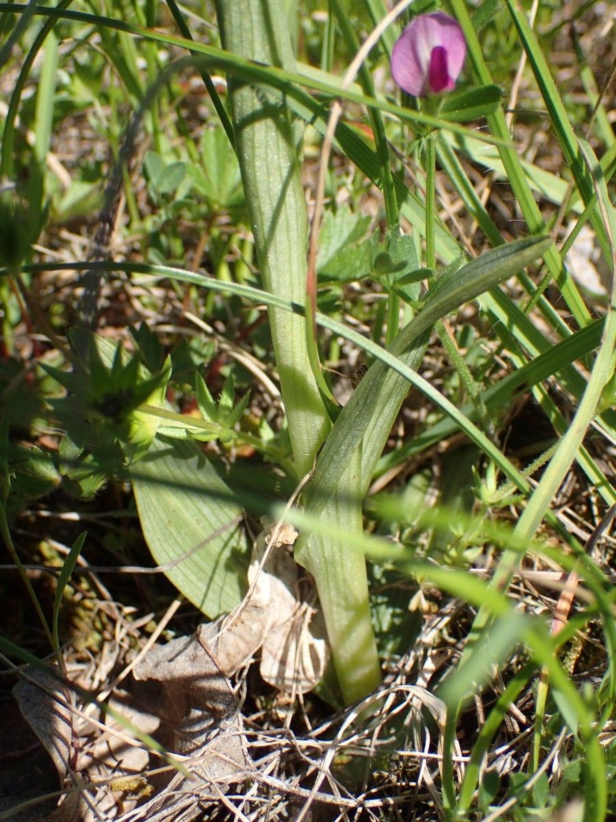 Ophrys aveyronensis leaf