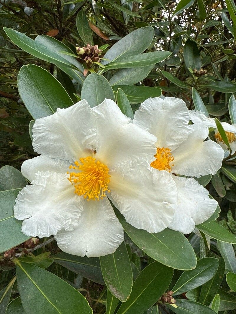 Polyspora axillaris flower