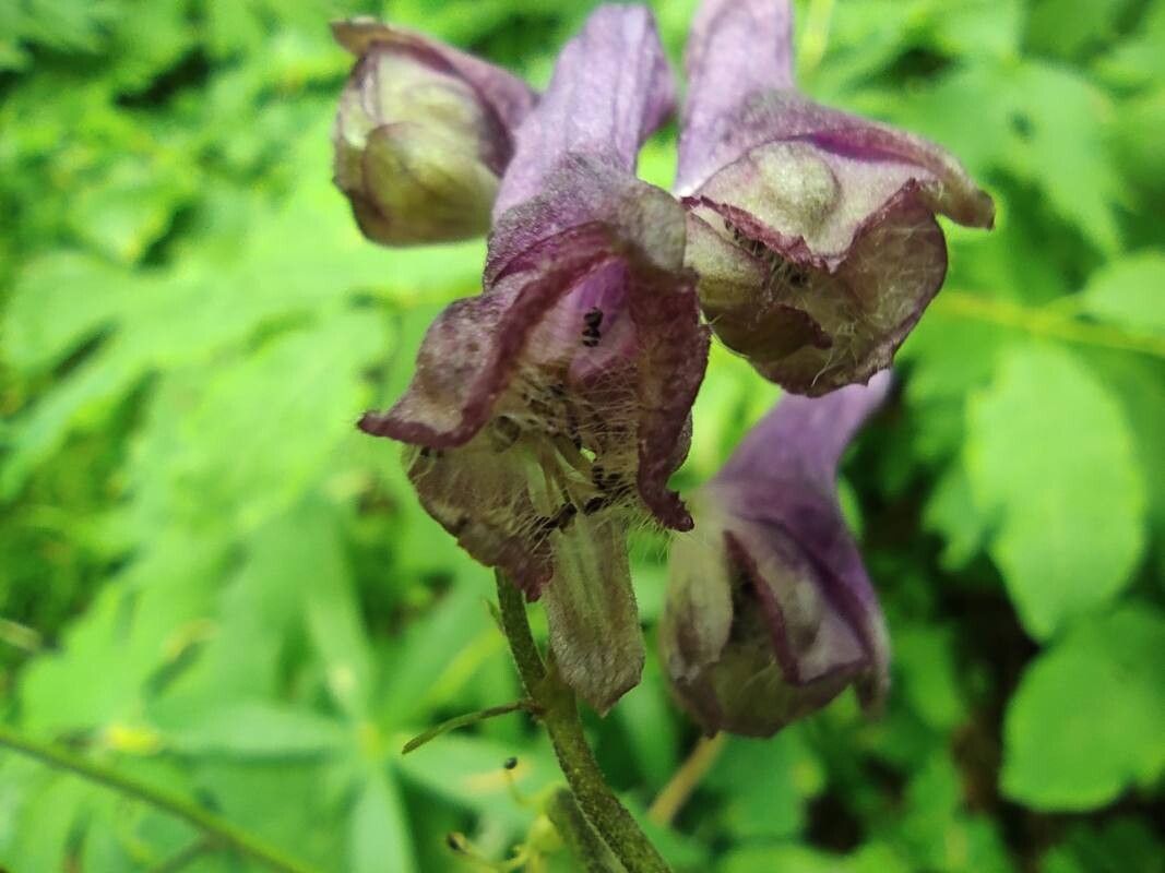 Aconitum moldavicum flower