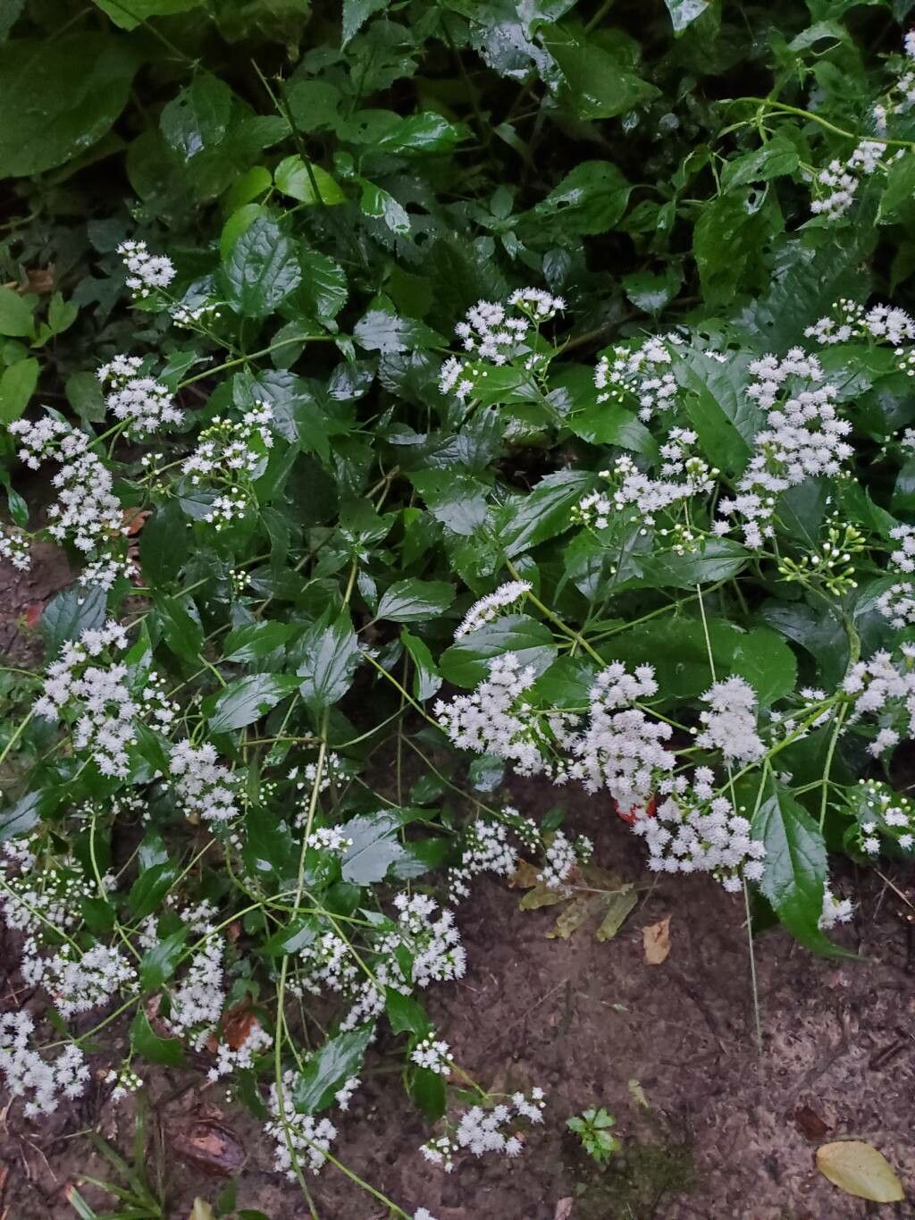 Ageratina jucunda flower