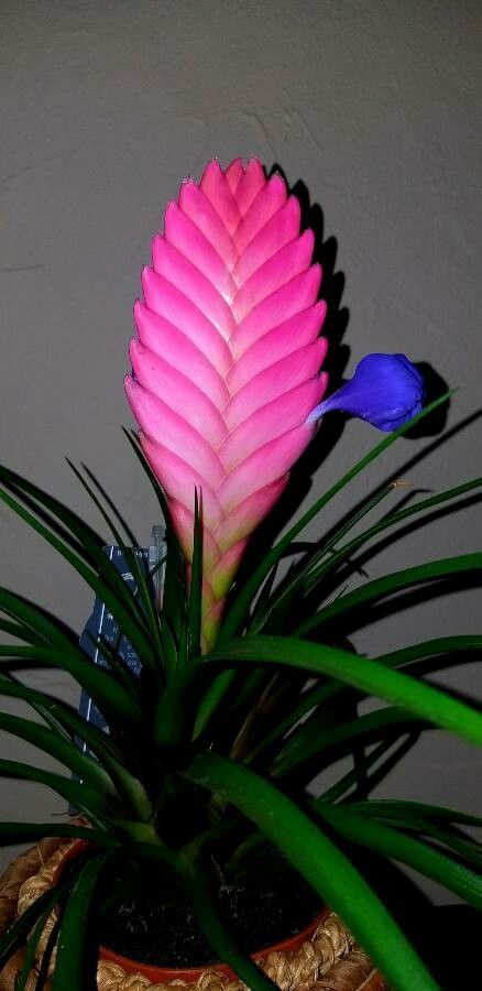 Tillandsia guatemalensis flower