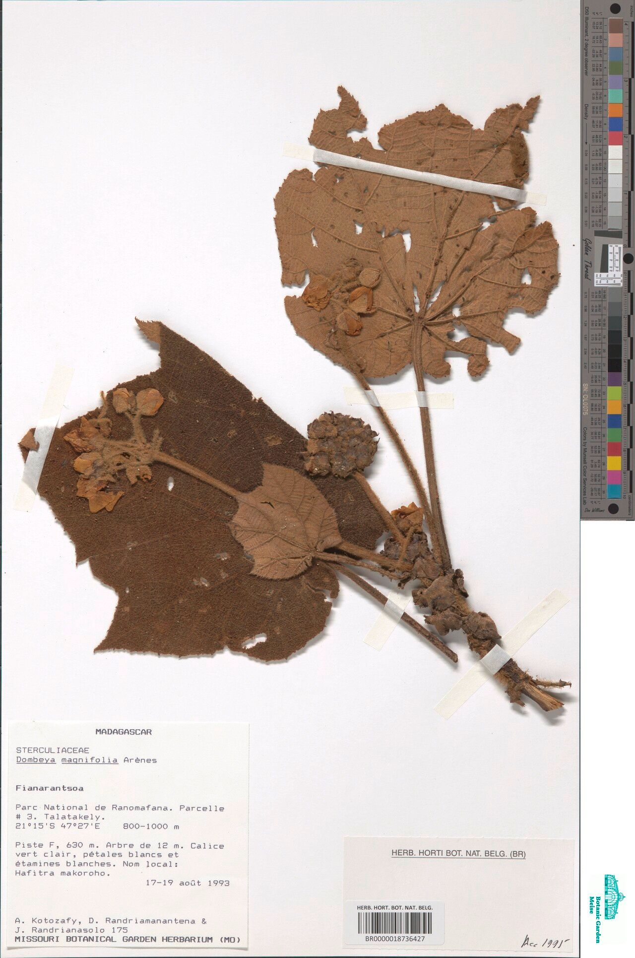 Dombeya magnifolia — houseplant care guide