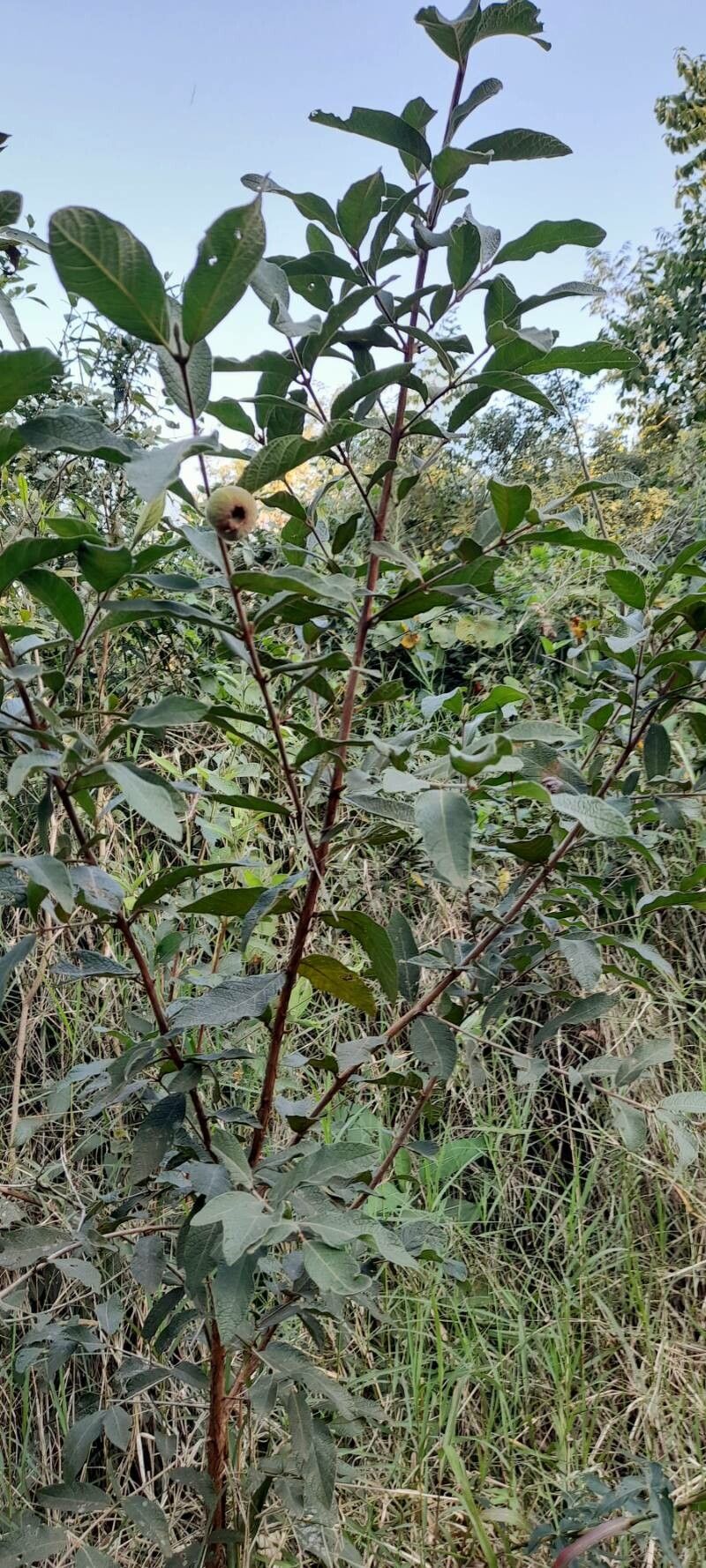 Campomanesia guazumifolia habit