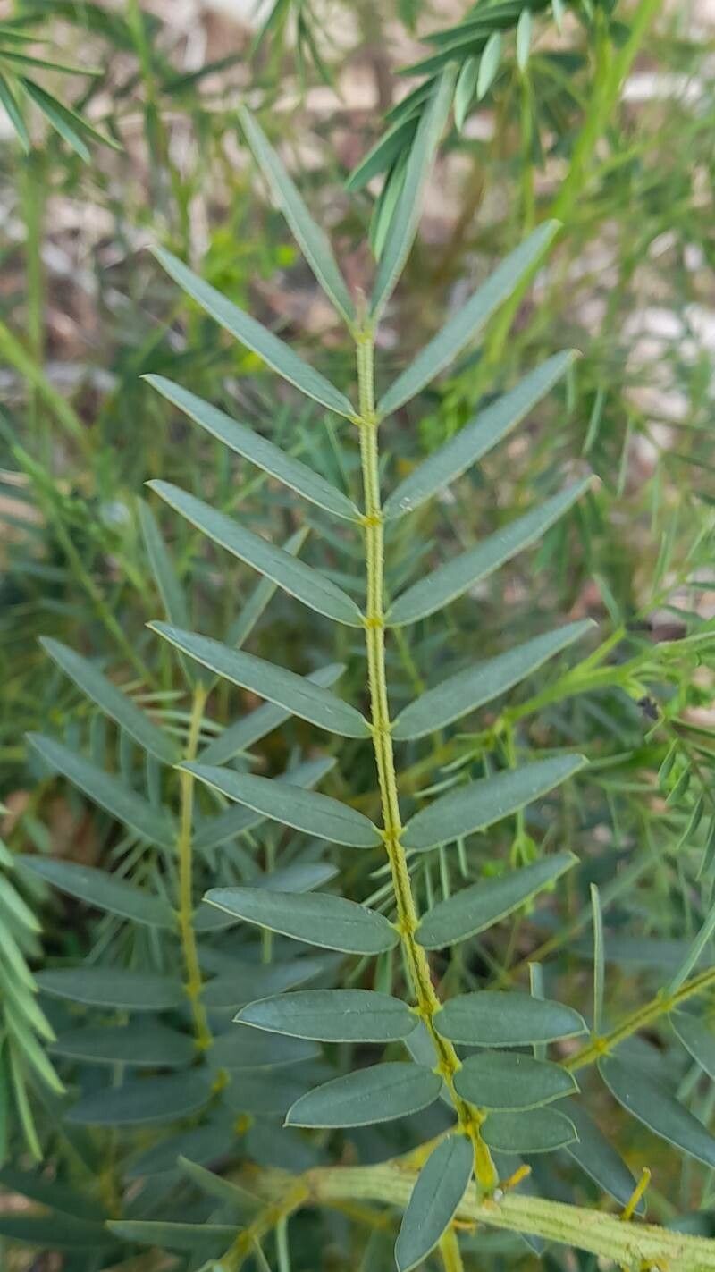 Senna birostris — search result for 'Senna'