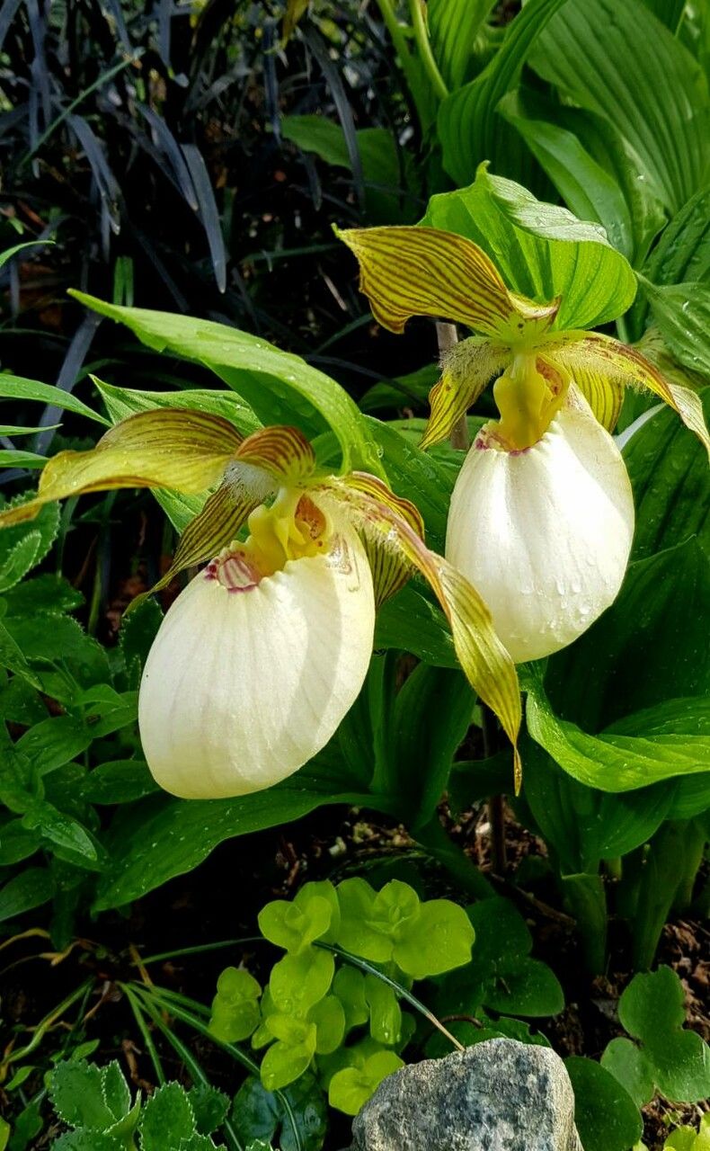 Cypripedium kentuckiense — search result for 'Cypripedium'