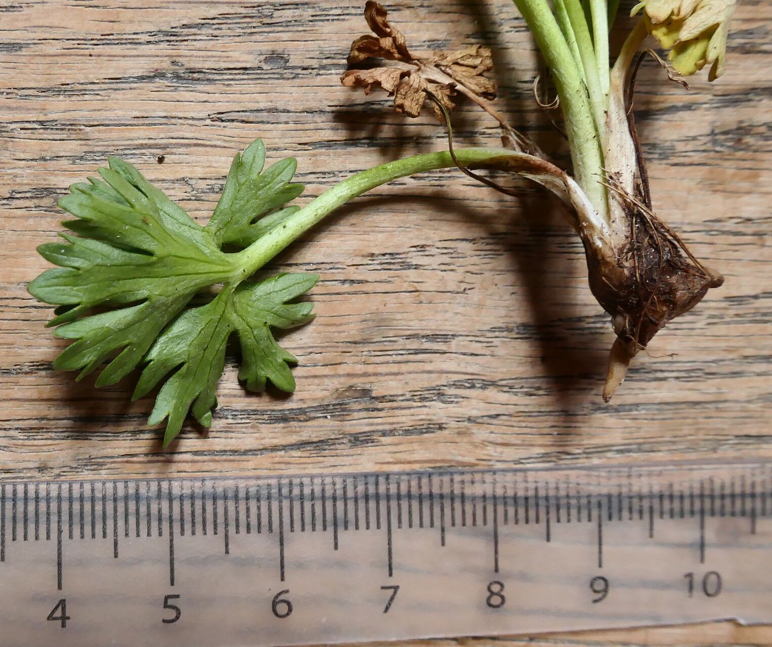 Ranunculus ruscinonensis — houseplant care guide