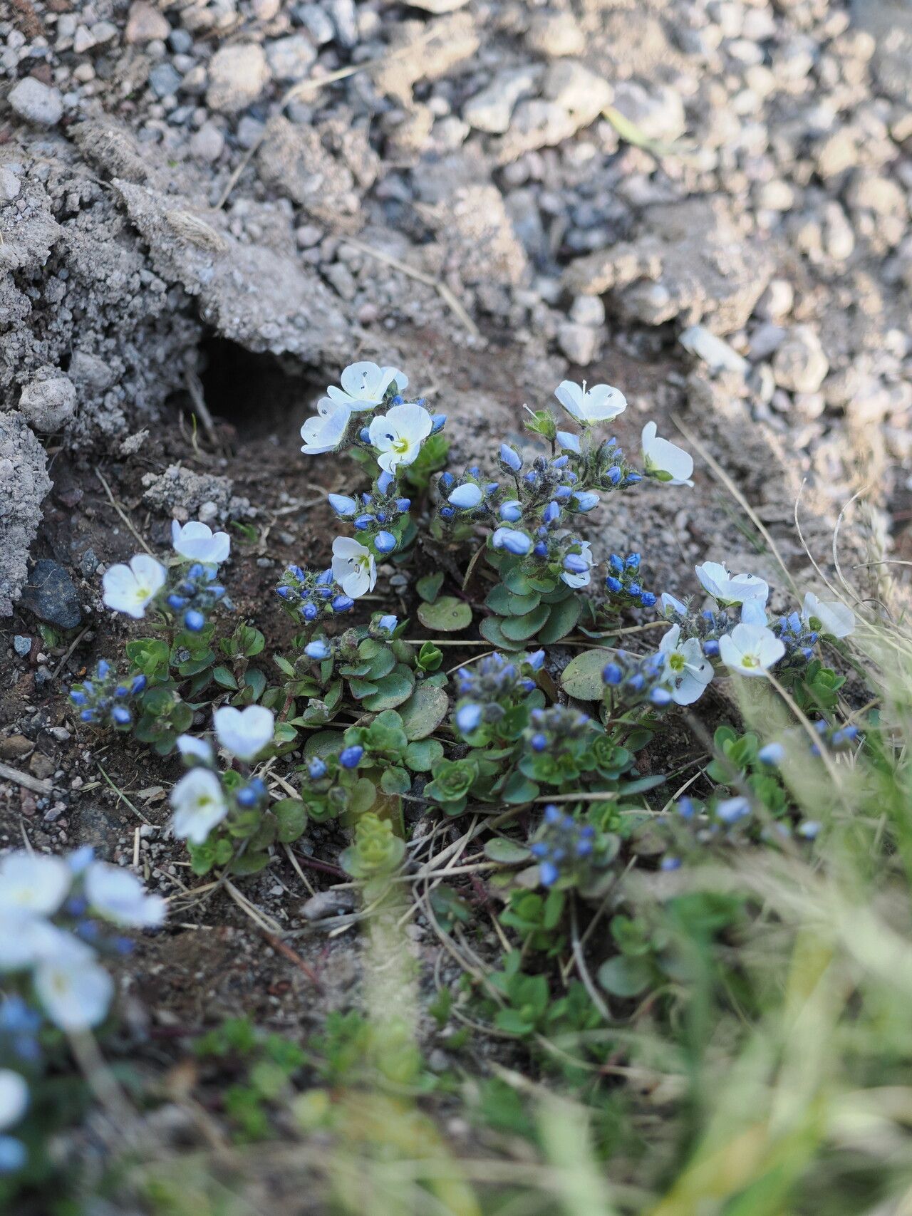 Veronica telephiifolia habit