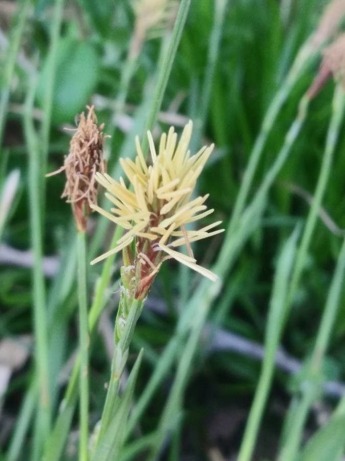 Carex pensylvanica flower