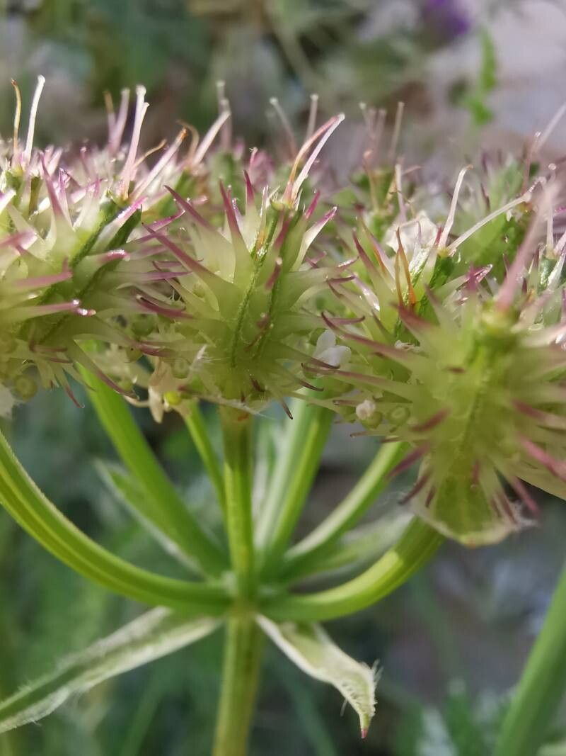 Orlaya daucorlaya fruit