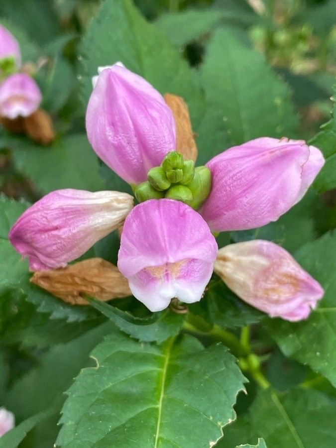 Chelone lyonii flower