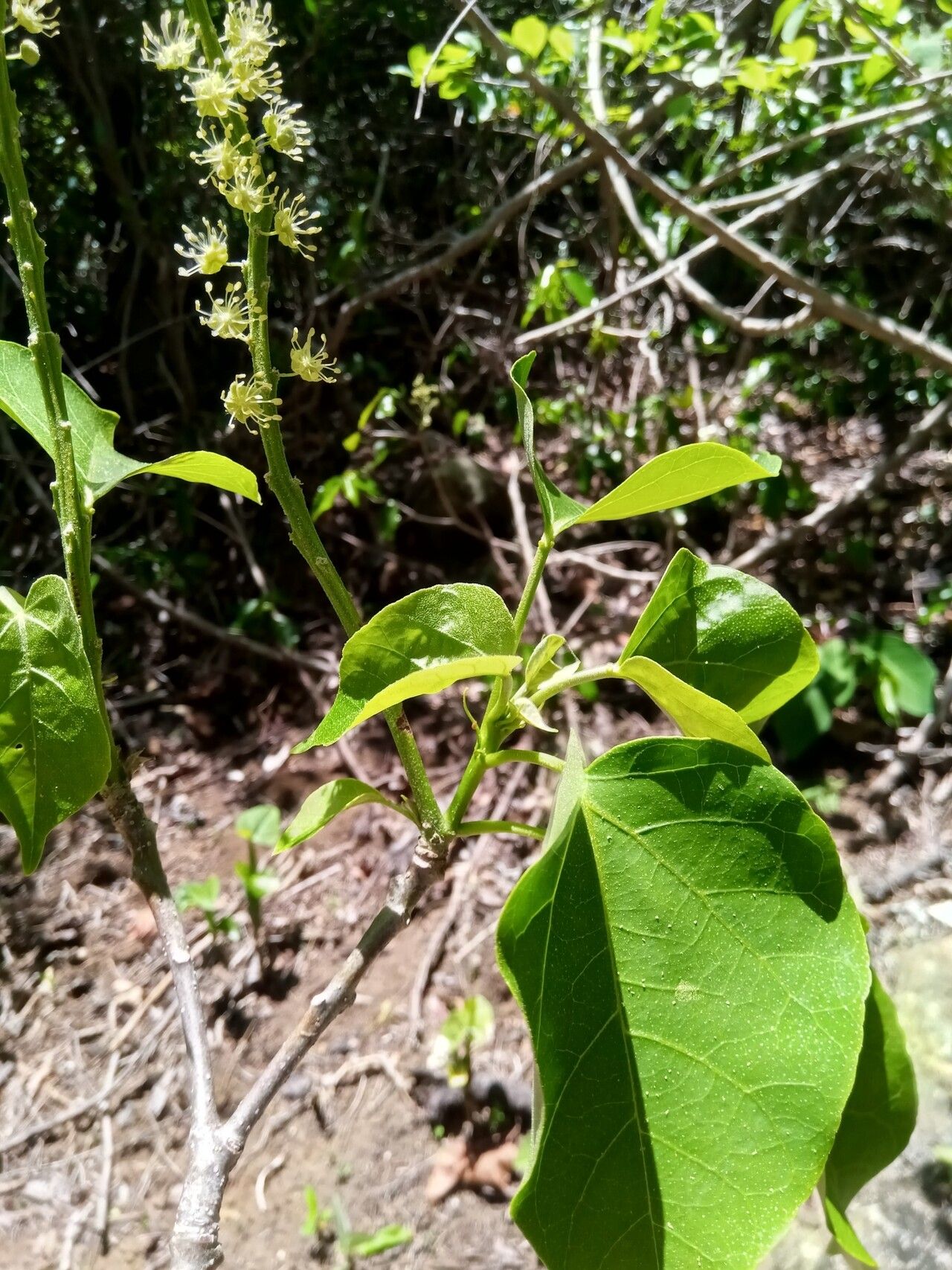 Croton aleuritoides — related species from the same genus