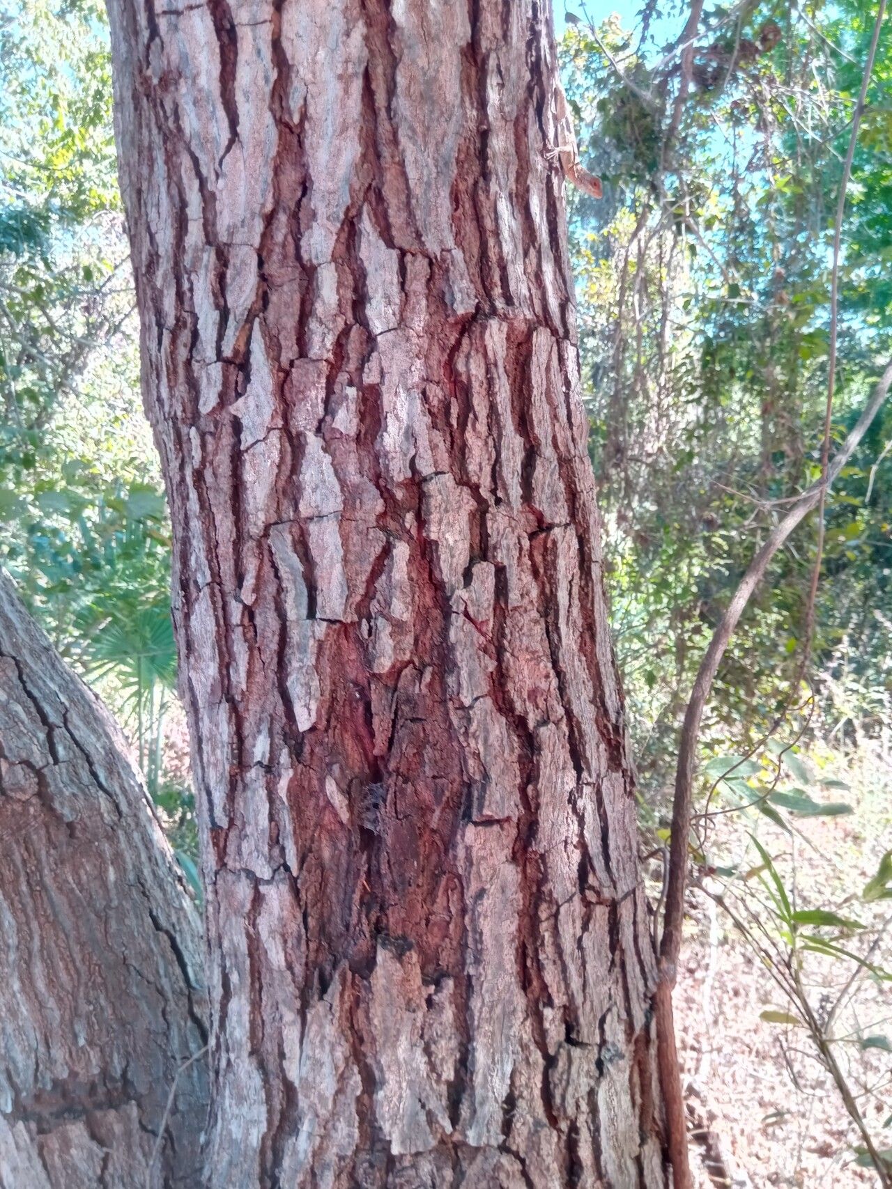 Erythrophleum couminga bark