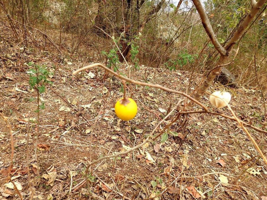 Solanum virginianum fruit