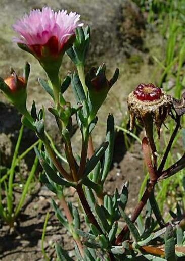Lampranthus conspicuus habit