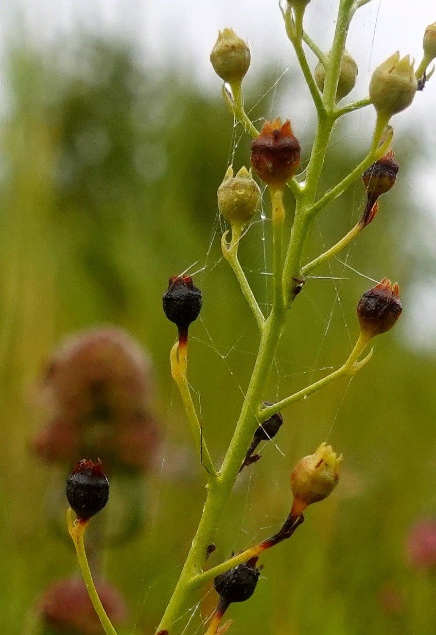 Samolus valerandi fruit