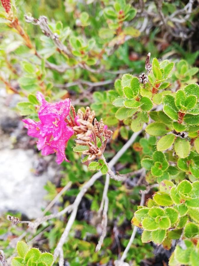 Rhododendron hirsutum flower