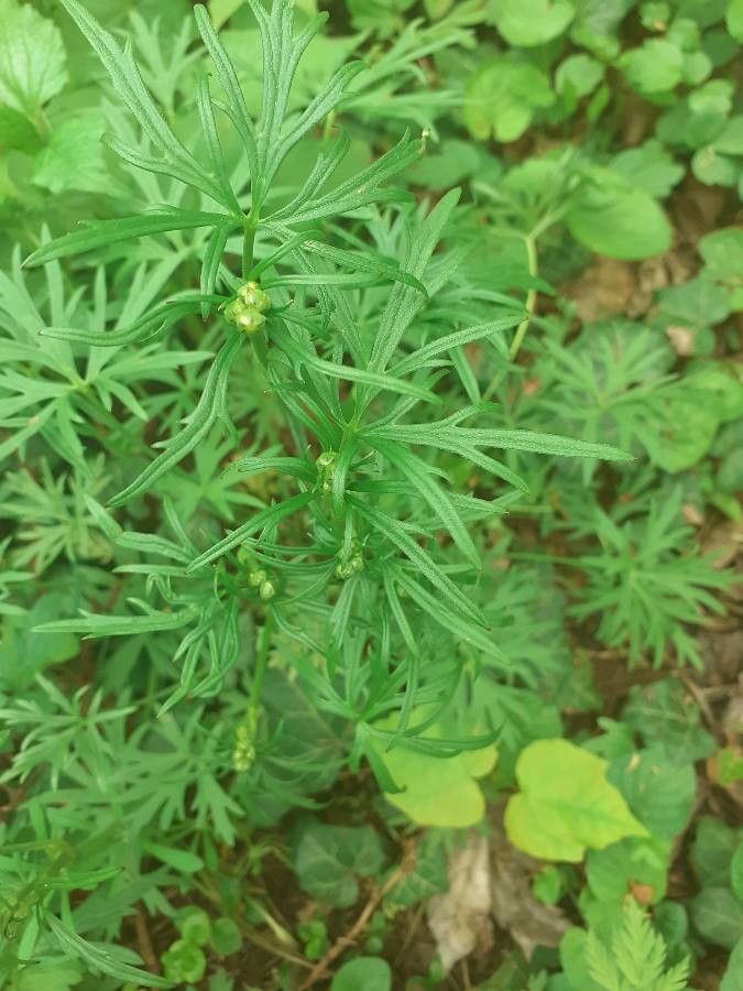 Ranunculus polyanthemos leaf